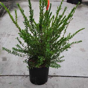 Myrtus communis 60-80 cm